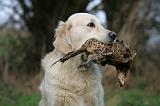GOLDEN RETRIEVER 1024